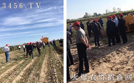 辣椒高产秘诀!亩产过万斤的辣椒靠的是这个! 辣椒高产秘诀!亩产过万斤的辣椒靠的是这个!