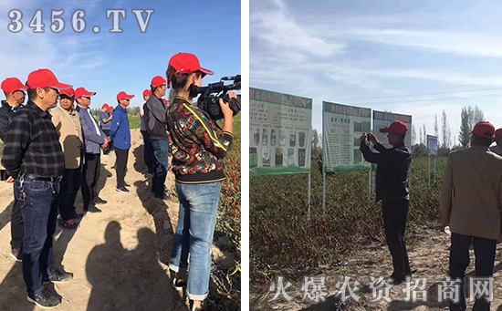 辣椒高产秘诀!亩产过万斤的辣椒靠的是这个! 辣椒高产秘诀!亩产过万斤的辣椒靠的是这个!
